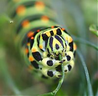 Fauna & Flora: insect macro photography