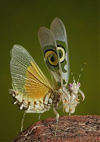 Fauna & Flora: insect macro photography