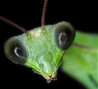 Fauna & Flora: insect macro photography