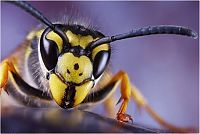 Fauna & Flora: insect macro photography