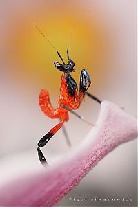 Fauna & Flora: insect macro photography