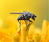 Fauna & Flora: insect macro photography