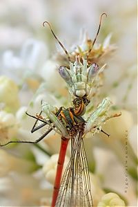 Fauna & Flora: insect macro photography