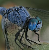 Fauna & Flora: insect macro photography