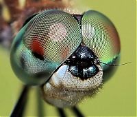 Fauna & Flora: insect macro photography