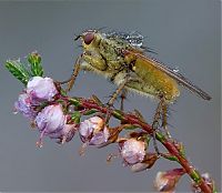 Fauna & Flora: insect macro photography