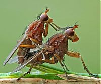 Fauna & Flora: insect macro photography