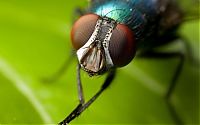 Fauna & Flora: insect macro photography