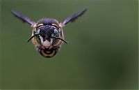 Fauna & Flora: insect macro photography