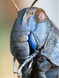 Fauna & Flora: insect macro photography