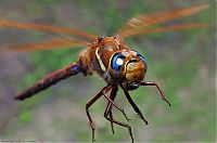 Fauna & Flora: insect macro photography