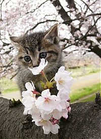 Fauna & Flora: cherry blossom tree cat