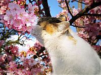 Fauna & Flora: cherry blossom tree cat