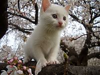 TopRq.com search results: cherry blossom tree cat