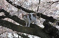 Fauna & Flora: cherry blossom tree cat