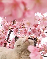 TopRq.com search results: cherry blossom tree cat