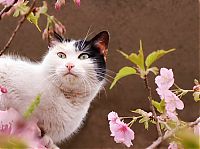 Fauna & Flora: cherry blossom tree cat