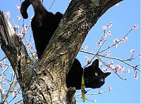 Fauna & Flora: cherry blossom tree cat