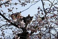 Fauna & Flora: cherry blossom tree cat