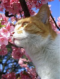 Fauna & Flora: cherry blossom tree cat