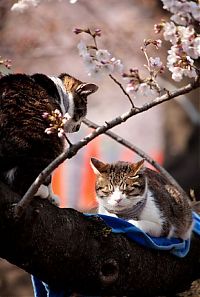 Fauna & Flora: cherry blossom tree cat