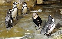 Fauna & Flora: Belle, featherless Humboldt Penguin, Singapore Bird Park