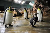 Fauna & Flora: Belle, featherless Humboldt Penguin, Singapore Bird Park