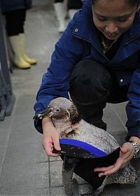 TopRq.com search results: Belle, featherless Humboldt Penguin, Singapore Bird Park