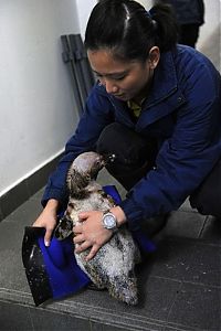 Fauna & Flora: Belle, featherless Humboldt Penguin, Singapore Bird Park