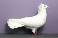 TopRq.com search results: pigeon