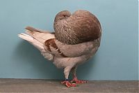 Fauna & Flora: pigeon
