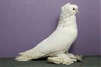 TopRq.com search results: pigeon