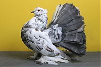 Fauna & Flora: pigeon