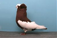 TopRq.com search results: pigeon