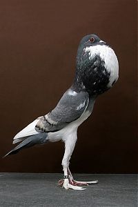 Fauna & Flora: pigeon