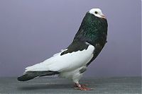 TopRq.com search results: pigeon