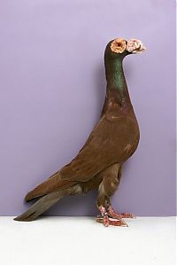 TopRq.com search results: pigeon