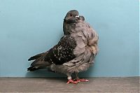 TopRq.com search results: pigeon