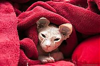 Fauna & Flora: Canadian Hairless, Sphynx cat