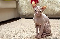 TopRq.com search results: Canadian Hairless, Sphynx cat