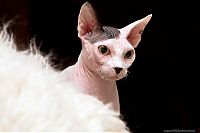 TopRq.com search results: Canadian Hairless, Sphynx cat