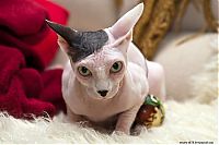 TopRq.com search results: Canadian Hairless, Sphynx cat