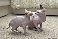 TopRq.com search results: Canadian Hairless, Sphynx cat