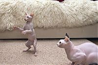 TopRq.com search results: Canadian Hairless, Sphynx cat