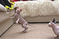 Fauna & Flora: Canadian Hairless, Sphynx cat