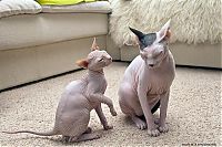 TopRq.com search results: Canadian Hairless, Sphynx cat