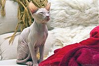 Fauna & Flora: Canadian Hairless, Sphynx cat