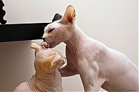 TopRq.com search results: Canadian Hairless, Sphynx cat