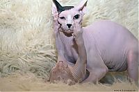 TopRq.com search results: Canadian Hairless, Sphynx cat