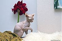 Fauna & Flora: Canadian Hairless, Sphynx cat